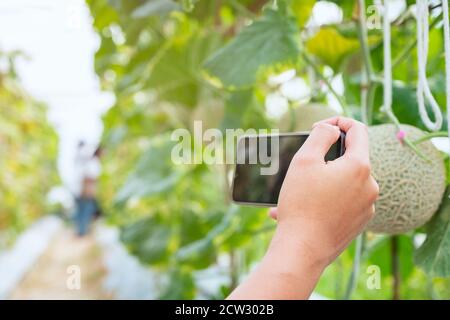 Smartphone portatile con presa a mano scatta foto al melone fresco o. Melone di Cantaloup che cresce in serra fattoria Foto Stock