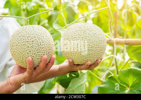 Tenere a mano melone fresco o melone Cantaloup coltivare in serra fattoria, che ha un sapore dolce. Foto Stock