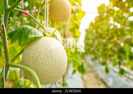 Melone fresco o melone Cantaloup che cresce in serra fattoria, che ha un sapore dolce. Foto Stock