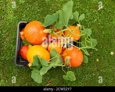 Cassa piena di appena raccolto zucche Foto Stock