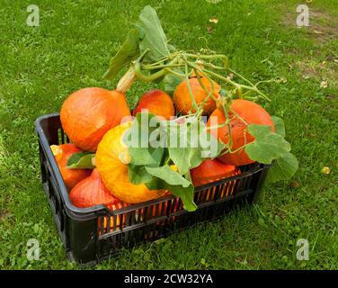 Cassa piena di appena raccolto zucche Foto Stock