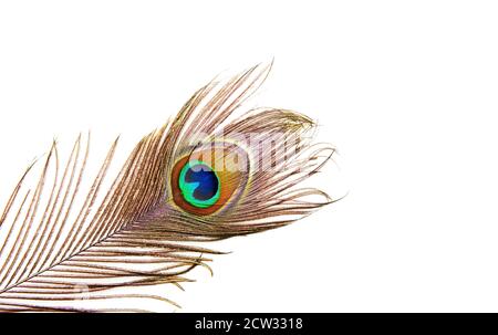 Foto dettagliate di una bella vivid peacock feather isolato su bianco Foto Stock