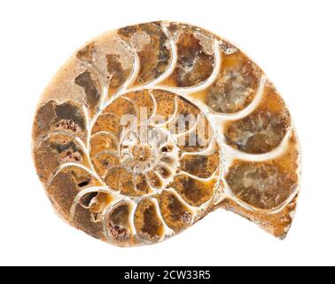 Ammonite è un guscio preistorico animale whoose spirale guscio era fossilizzato in un minerale solido ed è ora un oggetto di raccolta - isolato su bianco Foto Stock