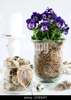 viola viola fiore di viola in vaso di vetro e uova di quaglia come decorazione di pasqua Foto Stock