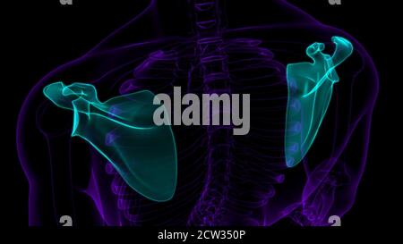 Anatomia scheletrica umana Scapula Bone 3D rendering for Medical Concept Foto Stock