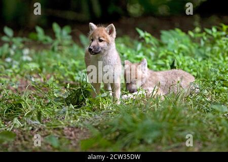 Lupo artico, lupus canis tundarum, Pup Foto Stock