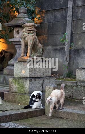 Due gatti che riposano vicino al leone-cane di un-gyo Komainu custode all'ingresso del tempio in serata. Kyoto. Giappone Foto Stock