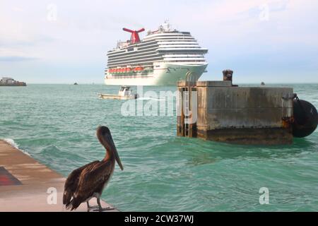 Un Pelican sta riposando su un molo con una nave da crociera nel backgroud a Key West, Florida, Stati Uniti Foto Stock