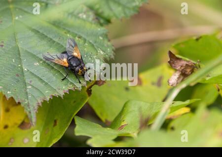 Volo di mezzogiorno, o volo di Noonday (Mesembrina meridiana) mosca di media grandezza nera lucida con colore arancione alla base delle ali sui piedi e sul viso. Foto Stock