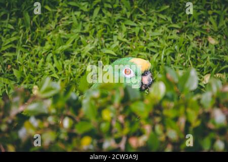 Pappagallo amazzone coronato di giallo nei cespugli Foto Stock