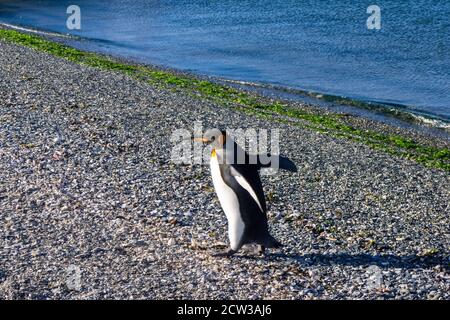Un pinguino re felice a piedi Foto Stock