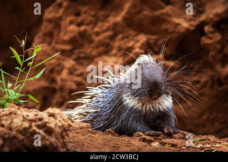 Ritratto di malese porcupine rilassante di fronte alla grotta di suolo. Foto Stock