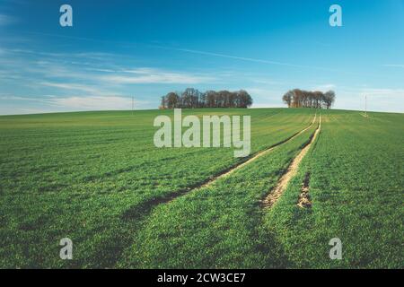 Tracce di ruote su un campo verde, alberi all'orizzonte e cielo Foto Stock