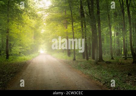 Foresta scura con nebbia e luce alla fine di la strada Foto Stock