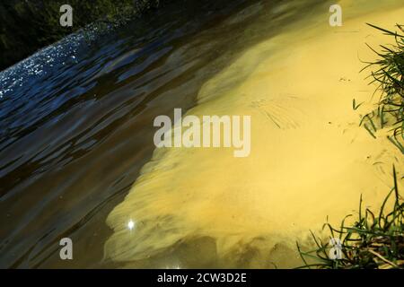 Lo strato di polline che galleggia sull'acqua in primavera. Simbolo per la stagione delle allergie. Foto Stock