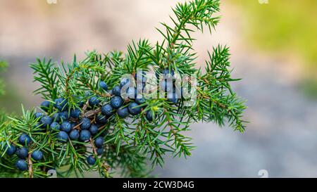 Primo piano comune Juniper ramo con frutti di bosco freschi blu Foto Stock