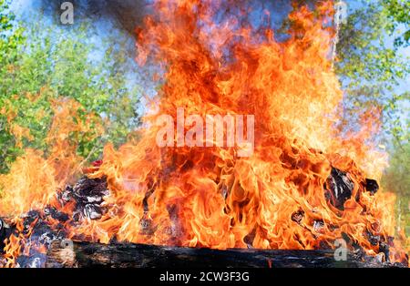 Forest Fire. Albero caduto è bruciato a terra un sacco di fumo Foto Stock