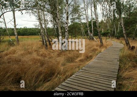 La foto dall'area protetta nazionale della Repubblica Ceca chiamata SOOS. L'ex zona di estrazione della torba. Foto Stock