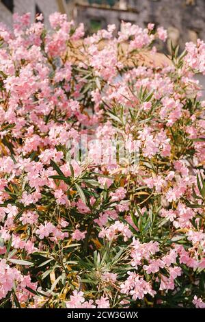 Cespuglio di oleandro densamente coperto di fiori rosa. Foto Stock