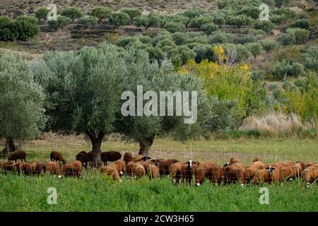 rebaño de Ovejas en un olivar, Cornago, la Rioja , Spagna, Europa Foto Stock