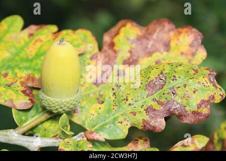 Autunno - Pedunculate quercia Quercus robur - Acorn Foto Stock