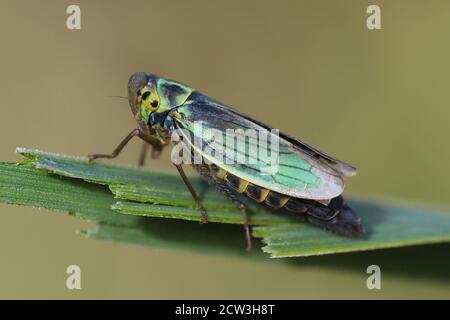 Verde tramoggia Cicadella viridis Foto Stock