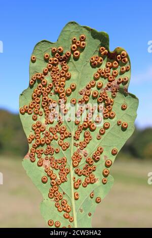 Palline di bottoni di seta su Pedunculate quercia Quercus robur causato da Il Gall Wasp Neuroterus numismalis Foto Stock