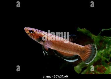 Betta albimarginata dall'Indonesia Foto Stock