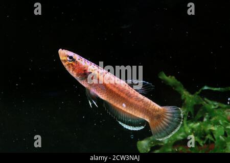 Betta albimarginata dall'Indonesia Foto Stock