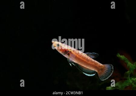 Betta albimarginata dall'Indonesia Foto Stock