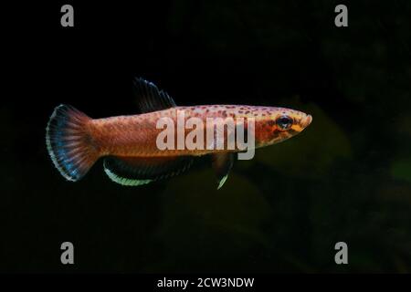 Betta albimarginata dall'Indonesia Foto Stock