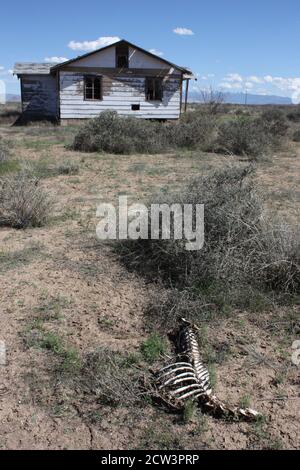 Spooky vecchia casa abbandonata dipinta di bianco con le ossa di animale sbiancate dal sole dentro il cantiere Foto Stock