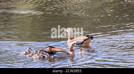 Una famiglia di oche egiziane nuotano in un lago interno Foto Stock