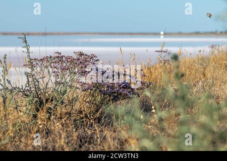 Limonium vulgare o comune di mare Lavanda, Rosemary Marsh vicino Salt pink lago costa da vicino sotto il cielo blu soleggiato in Ucraina, Henichesk Foto Stock
