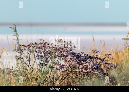 Limonium vulgare o comune di mare Lavanda, Rosemary Marsh vicino Salt pink lago costa da vicino sotto il cielo blu soleggiato in Ucraina, Henichesk Foto Stock