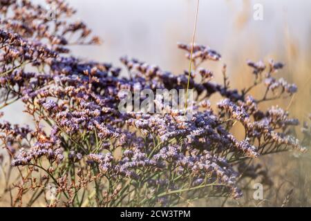 Limonium vulgare o comune di mare Lavanda, Marsh Rosemary vicino Salt rosa lago macro primo piano soleggiata Ucraina, Henichesk Foto Stock