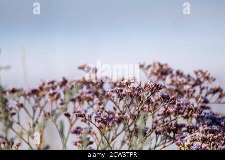 Limonium vulgare o comune di mare Lavanda, Marsh Rosemary macro primo piano vicino al lago di sale offuscato nella soleggiata Ucraina, Henichesk Foto Stock