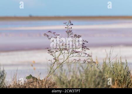 Limonium vulgare o lavanda di mare comune, Rosemary di Marsh sulla costa di lago rosa di sale vicino sotto il cielo blu soleggiato in Ucraina, Henichesk Foto Stock