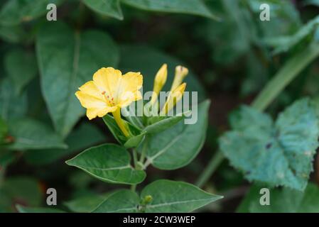 Giallo quattro o'Clock (Mirabilis jalapa) fiore Foto Stock