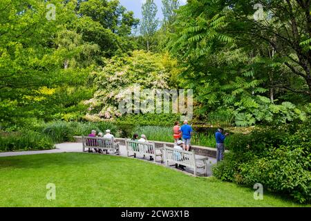 Il magnifico albero di Cornus kousa in fiore sovrasta il lago ornamentale contenente gigli d'acqua a RHS Rosemoor, Devon, Inghilterra, Regno Unito Foto Stock