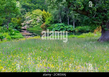 Il magnifico albero di Cornus kousa in fiore sovrasta il lago ornamentale contenente gigli d'acqua a RHS Rosemoor, Devon, Inghilterra, Regno Unito Foto Stock