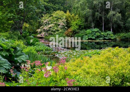 Il magnifico albero di Cornus kousa in fiore sovrasta il lago ornamentale contenente gigli d'acqua a RHS Rosemoor, Devon, Inghilterra, Regno Unito Foto Stock