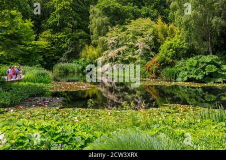 Il magnifico albero di Cornus kousa in fiore sovrasta il lago ornamentale contenente gigli d'acqua a RHS Rosemoor, Devon, Inghilterra, Regno Unito Foto Stock