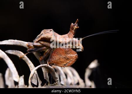 Boxer Mantis (Acromantis gestri) è una mantis orante di colore marrone. Foto Stock
