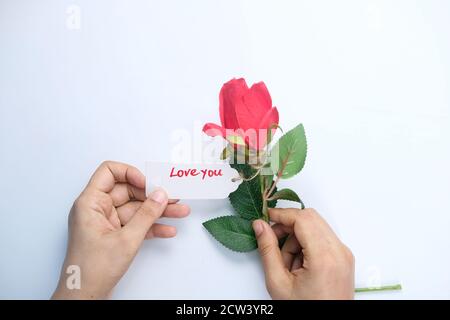 donne mano che tiene il fiore di rosa su sfondo bianco Foto Stock