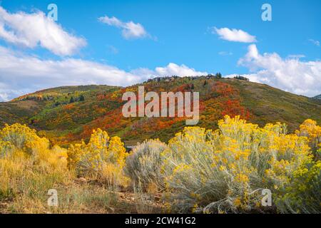 Park City, Utah, USA fogliame lungo il Wasatch Torna in autunno. Foto Stock