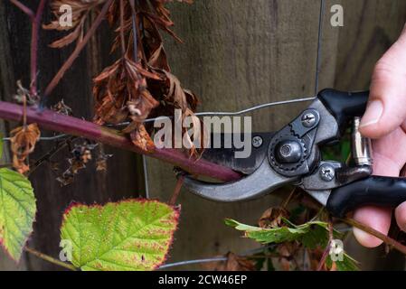 Taglia a mano un ramoscello di more con secateurs davanti ad una tavola, Danimarca, 27 settembre 2020 Foto Stock