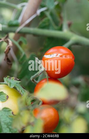 Pomodoro di ciliegia cracked sulla vite. Foto Stock