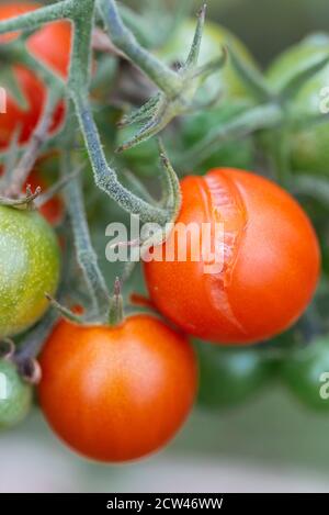 Pomodoro di ciliegia cracked sulla vite. Foto Stock