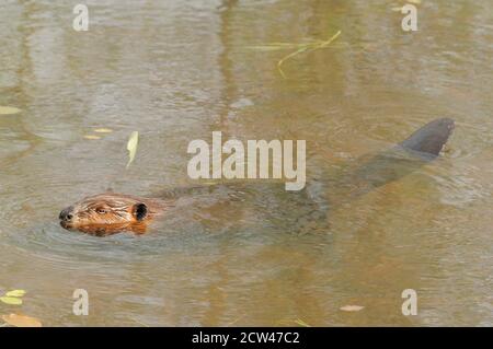 Vista in primo piano del profilo di Beaver in acqua con pelliccia bagnata marrone, corpo, coda di castoro, nel suo habitat e ambiente. Foto Stock